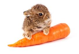 bunny and carrot